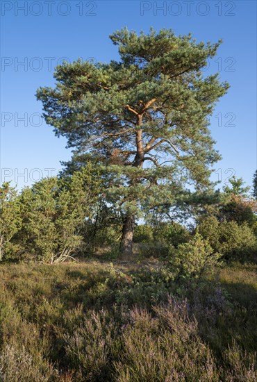 Scots pine (Pinus sylvestris) and common juniper (Juniperus communis), blue sky, Lüneburg Heath, Lower Saxony, Germany, Europe