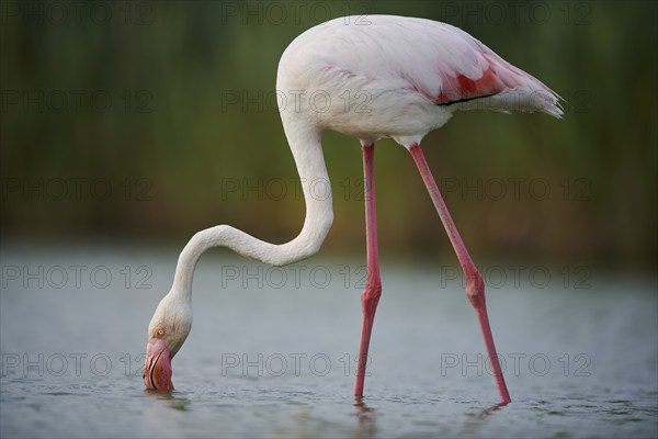 Greater Flamingo (Phoenicopterus roseus) walking in the water, Parc Naturel Regional de Camargue, France, Europe