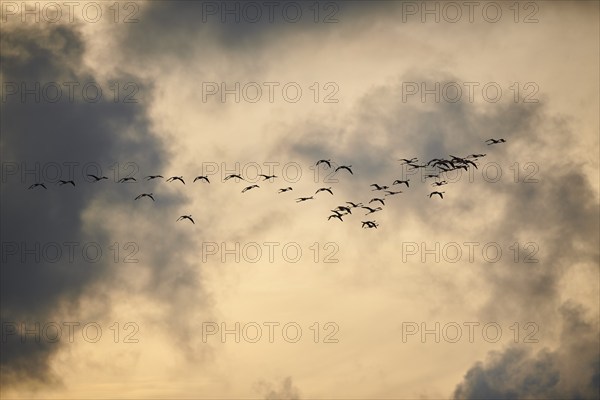 Greater Flamingos (Phoenicopterus roseus), flying in the sky at sunset, Parc Naturel Regional de Camargue, France, Europe