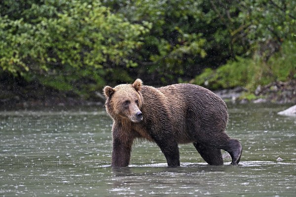 Brown bear (Ursus arctos) walking through the water and looking back at the shore, Lake Clark National Park, Alaska
