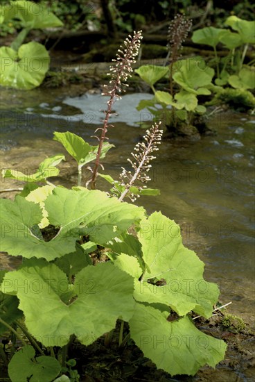 Butterbur (Petasites hybridus), medicinal plant, herb, wild plant, medicinal use