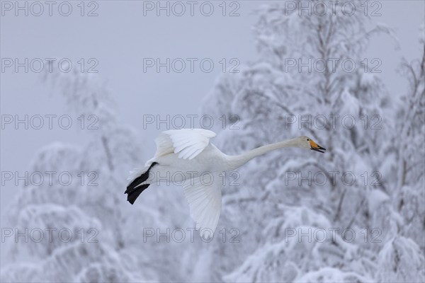 Whooper Swan (Cygnus cygnus) in flight in winter, Lapland, Finland, Europe