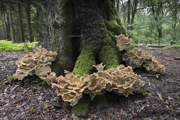 Giant polypore (Meripilus giganteus), Emsland, Lower Saxony, Germany, Europe