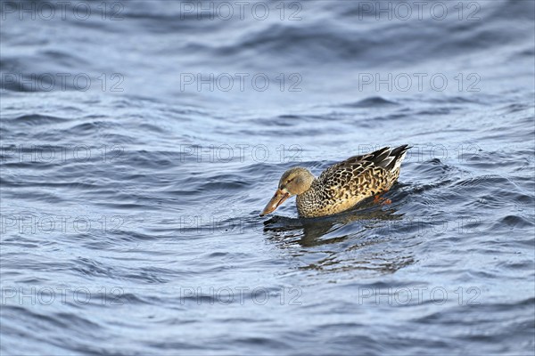 Northern shoveler (Spatula clypeata) (Syn.: Anas clypeata), female swimming on Lake Zug, Switzerland, Europe
