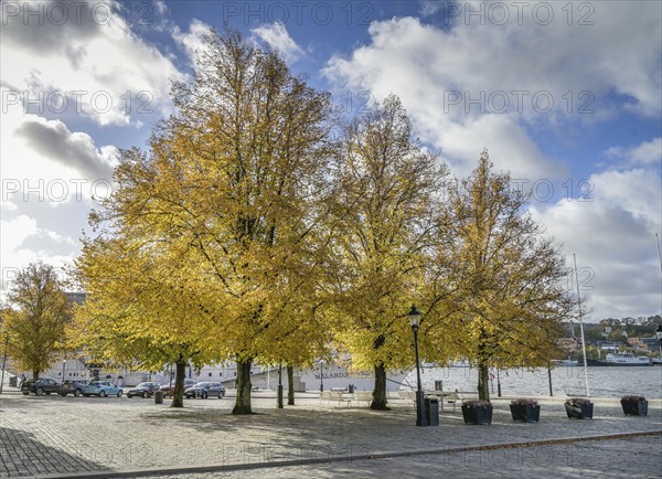 Trees in autumn leaves, Norra Riddarholmshamnen, Riddarholmen island, Gamla Stan old town, Stockholm, Sweden, Europe