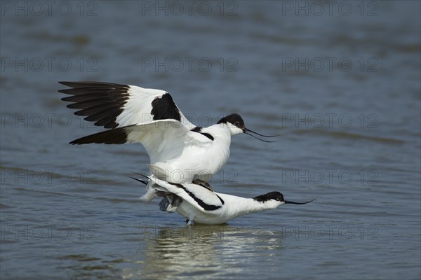 Pied avocet (Recurvirostra avosetta) two adult birds mating in a shallow lagoon, Suffolk, England, United Kingdom, Europe