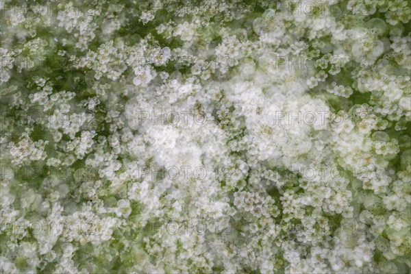 Blackthorn (Prunus spinosa) in bloom, multiple exposures, Swabian Alb, Baden-Württemberg, Germany, Europe