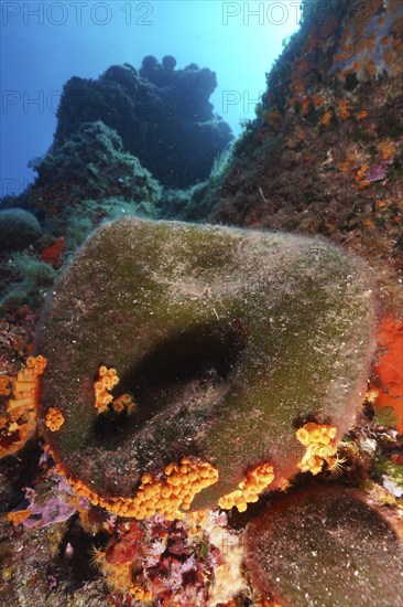 Sea ball, ball algae (Codium bursa), algae, in the Mediterranean Sea near Hyères. Dive site Giens Peninsula, Côte dAzur, France, Europe
