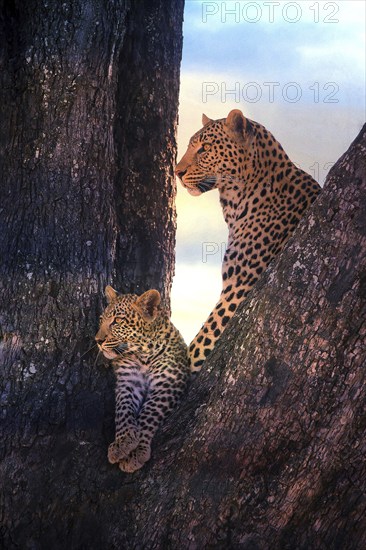Leopard, with young, 6 months, old, Panthera pardus, Botswana, Botswana, Botswana, Africa