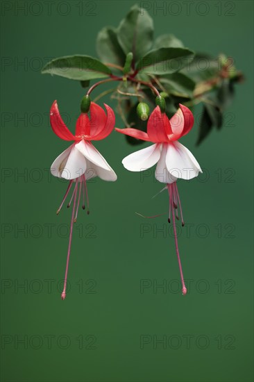 Fuchsias (Fuchsia), flowering, flower, Ellerstadt, Germany, Europe
