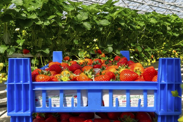 Freshly harvested strawberries, packed in boxes and crates for the consumer, strawberry cultivation in the greenhouse, young strawberry plants grow up, in different stages of ripeness are individually watered by drip irrigation and supplied with nutrients, they grow in a substrate culture in raised beds, near Dormagen, Rhineland, North Rhine-Westphalia, Germany, Europe