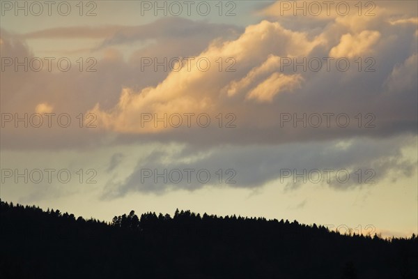 Silhouette of spruce forest under an atmospheric evening sky, Switzerland, Europe