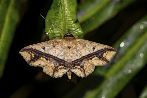 Patterned brown moth, sitting on a leaf, at night in the tropical rainforest, Refugio Nacional de Vida Silvestre Mixto Bosque Alegre, Alajuela province, Costa Rica, Central America