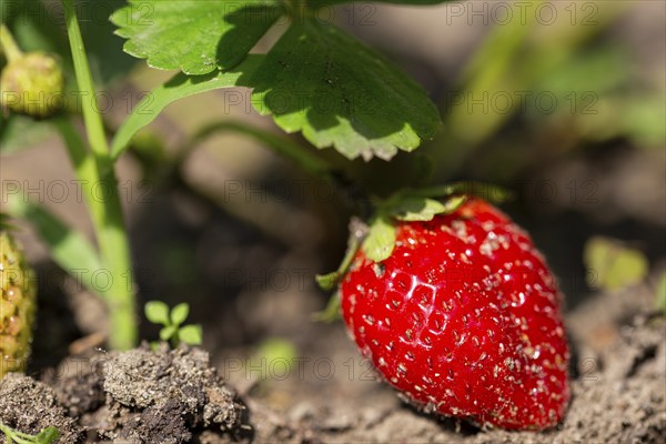 Close-up of a ripe strawberry in your own garden