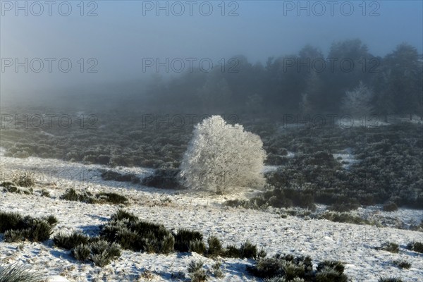 Aubrac plateau, snowy tree, Lozere department, Occitanie, France, Europe
