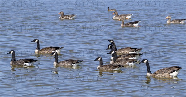 Canada goose flock, family group of Canadian geese (Branta canadensis) and greylag geese with juveniles swimming in lake in summer