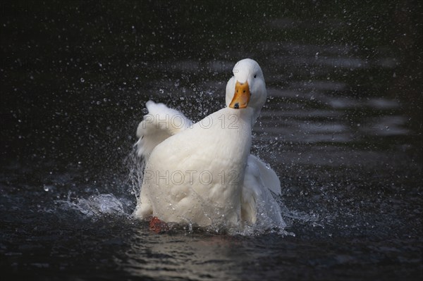 White pekin (Anas platyrhynchos domesticus) duck domesticated farm bird bathing in a lake, England, United Kingdom, Europe