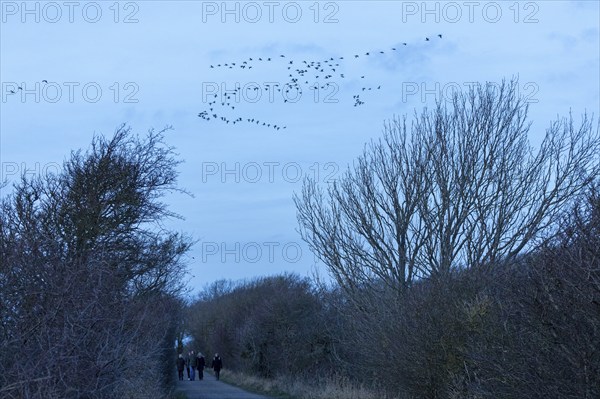Hiking trail, people, trees, flying wild geese, Goldhöft, Geltinger Birk, Gelting, Schleswig-Holstein, Germany, Europe