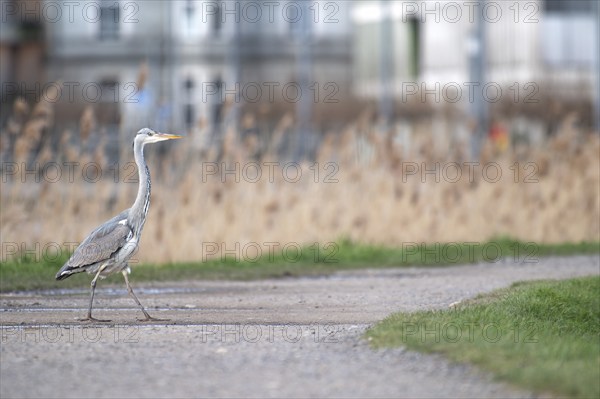 Grey heron (Ardea cinerea), heron, approaching from the left and walking over a worn gravel path, in the background a reed belt and commercial buildings at Lake Phoenix, Dortmund, Germany, Europe