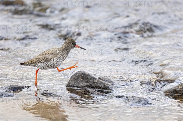 Common redshank (Tringa totanus), adult bird walking on a stone in the water, Varanger, Finnmark, Norway, Europe