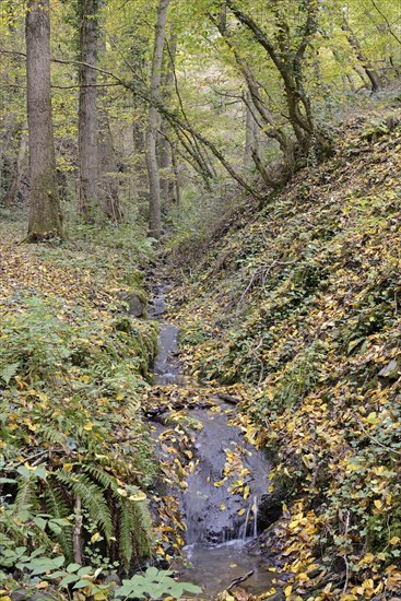 Dortebach valley in autumn, the Dortebach flows through a narrow side valley of the Moselle, Rhineland-Palatinate, Germany, Europe