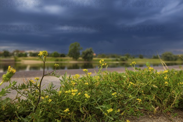 Thunderstorm front builds up over Radebeul on the banks of the Elbe, Radebeul, Radebeul, Saxony, Germany, Europe