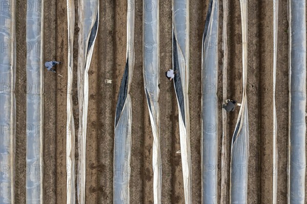 Asparagus harvest in the Rhineland, asparagus pickers at work in an asparagus field covered with plastic sheeting to allow the asparagus to grow better in the cold spring, Dormagen-Broich, North Rhine-Westphalia, Germany, Europe