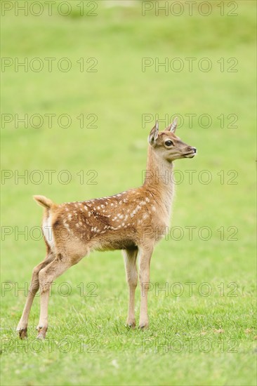 Red deer (Cervus elaphus) fawn standing on a meadow in the mountains in tirol, herd, Kitzbühel, Wildpark Aurach, Austria, Europe