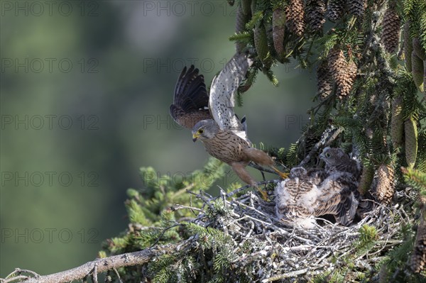 Common kestrel (Falco tinnunculus) at the nest with young birds, Daun, Eifel, Rhineland-Palatinate, Germany, Europe