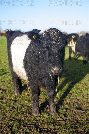 Rare breed Belted Galloway beef cattle herd at Lux farm, Kesgrave, Suffolk, England, United Kingdom, Europe