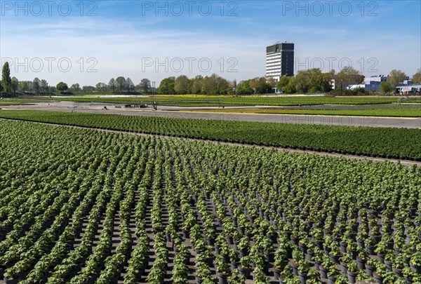 Nursery, plant breeding, ornamental plants grow in flower pots, outdoors, Düsseldorf-Volmerswerth, Germany, Europe