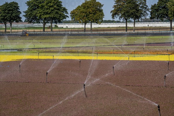 Horticultural business, irrigation with a sprinkler system, outdoors, plants grow here to be sold in flower shops, supermarkets, DIY stores, garden centres, North Rhine-Westphalia, Germany, Europe