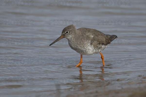 Common redshank (Tringa totanus) adult bird in a coastal lagoon, Norfolk, England, United Kingdom, Europe