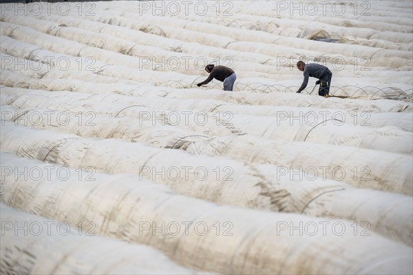 Asparagus harvest in the Rhineland, asparagus pickers at work in an asparagus field covered with plastic sheeting to allow the asparagus to grow better in the cold spring, Dormagen-Broich, North Rhine-Westphalia, Germany, Europe