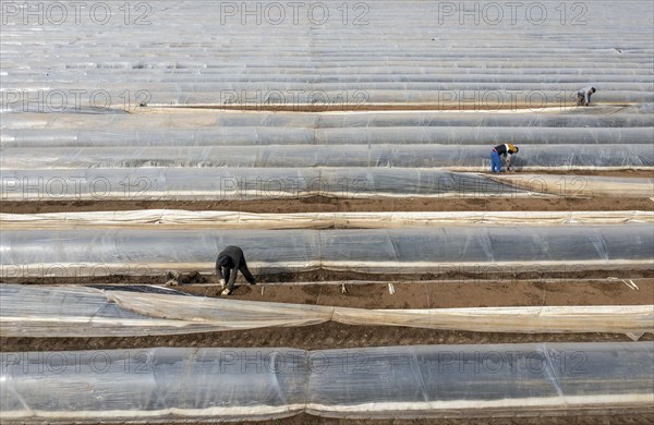 Asparagus harvest in the Rhineland, asparagus pickers at work in an asparagus field covered with plastic sheeting to allow the asparagus to grow better in the cold spring, Dormagen-Broich, North Rhine-Westphalia, Germany, Europe