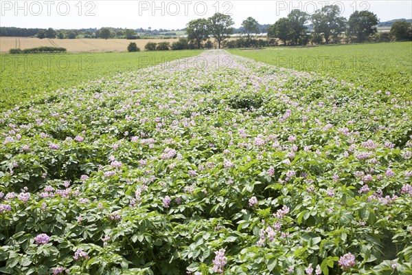 Rows of flowering potato potatoes growing in a field Suffolk, England, UK purple pink flowers blossom