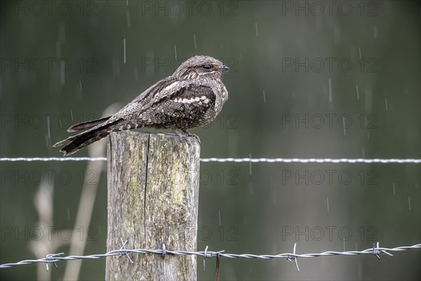 Nightjar, nightjar (Caprimulgus europaeus) sitting on a pasture fence, Emsland, Lower Saxony, Germany, Europe