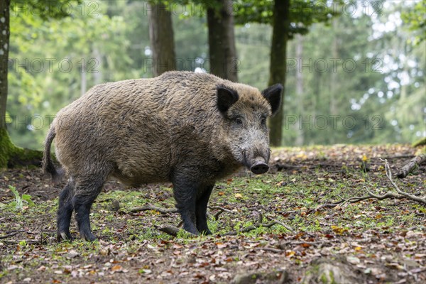 Wild boar (Sus scrofa), boar, Vulkaneifel, Rhineland-Palatinate, Germany, Europe