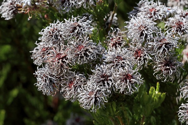 Serruria fucifolia (Serruria fucifolia), flowers, flowering, bush, fynbos, Kirstenbosch Botanical Gardens, Cape Town, South Africa, Africa