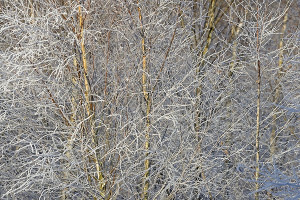 Birches (Betula), branches and twigs with hoarfrost, Arnsberg Forest nature park Park, North Rhine-Westphalia, Germany, Europe