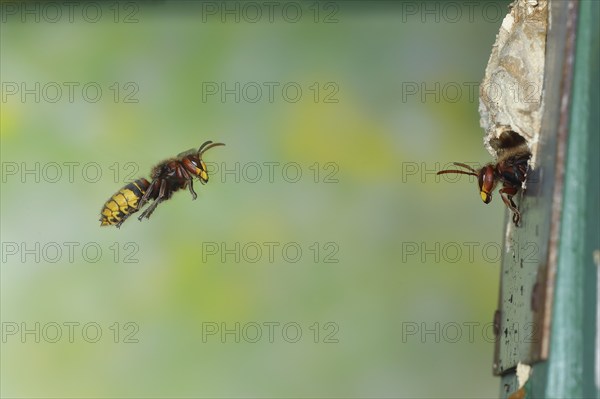European hornet (Vespa crabro), worker approaching the nest, a guard looking out of the entrance, flight photo, high-speed image, North Rhine-Westphalia, Germany, Europe