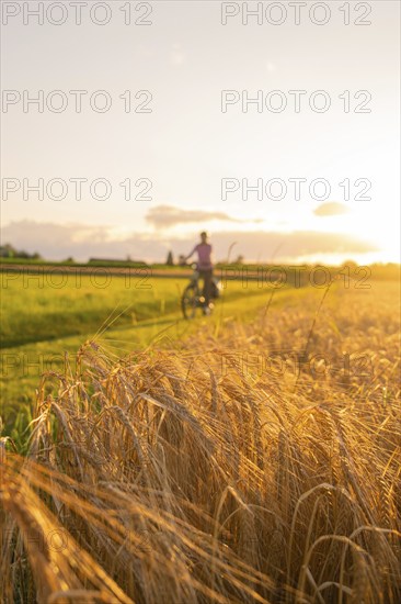 A cyclist rides through a wheat field in the evening sun, Gechingen, Black Forest, Germany, Europe
