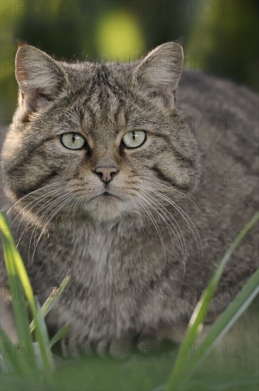 European wildcat (Felis silvestris silvestris), portrait, captive, North Rhine-Westphalia, Germany, Europe