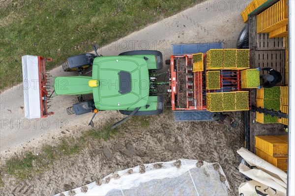 Lettuce plants are planted with a planting machine, loading the planting machine, agriculture, spring