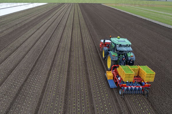 Lettuce plants are planted with a planting machine, Agriculture, Spring