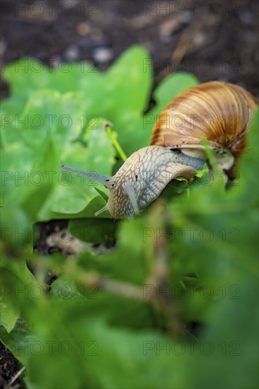 Close-up of a snail moving between green leaves on the ground, Nagold, Black Forest, Germany, Europe