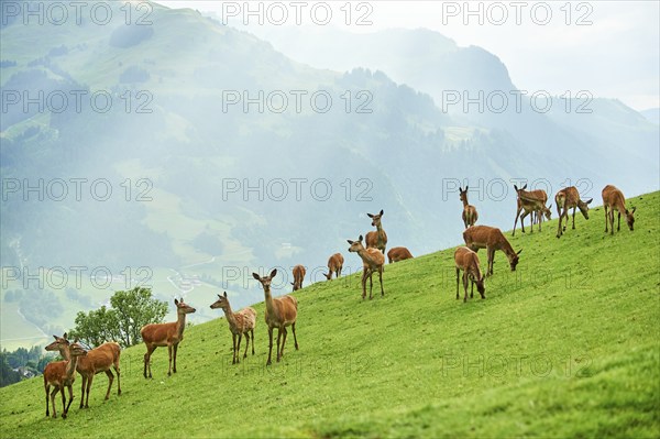 Red deer (Cervus elaphus) hinds standing on a meadow in the mountains in tirol, herd, Kitzbühel, Wildpark Aurach, Austria, Europe
