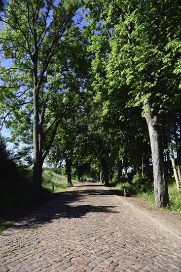 Europe, Germany, Mecklenburg-Western Pomerania, old avenue with cobblestones near Kaarz, Kaarz, Mecklenburg-Western Pomerania, Germany, Europe