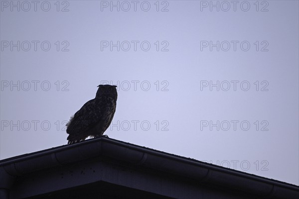 Eurasian eagle-owl (Bubo bubo), adult male, sitting on the roof of an old industrial building, silhouette, Ewald colliery, Herten, Ruhr area, North Rhine-Westphalia, Germany, Europe