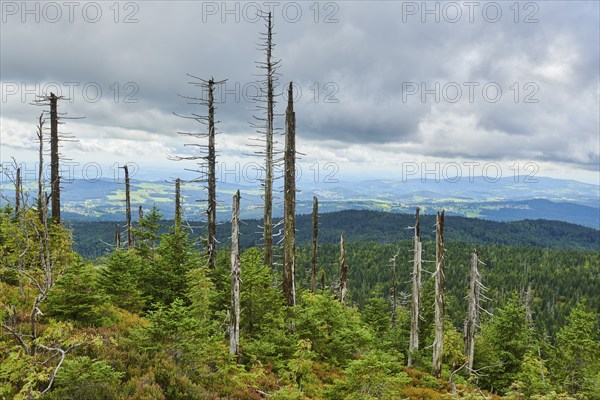 Vegetation with Norway spruce (Picea abies) and colored European blueberry (Vaccinium myrtillus) on Mount Lusen in late summer, Bavarian Forest, Bavaria, Germany, Europe